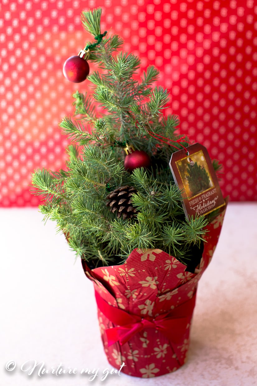 money tree gift christmas