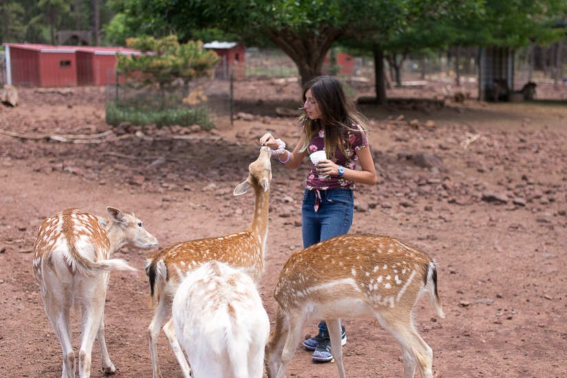 Deer Farm in Williams, Arizona