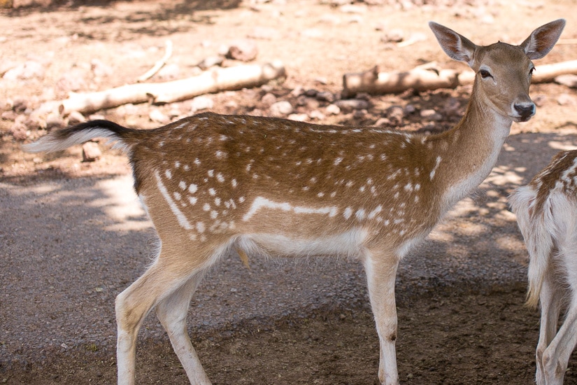 Deer Farm Grand Canyon